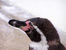 Humboldt Penguin ii